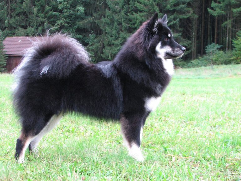 Schwarzer Hund (Eurasier) mit weißem Unterbauch, steht auf einer Wiese in einem Waldgebiet.