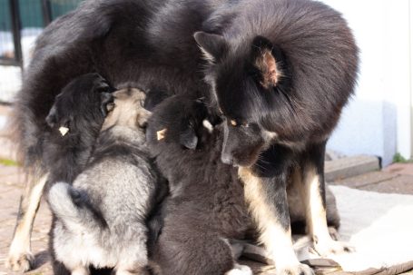 Eine schwarze Hündin (Eurasier) mit vier Welpen, die um sie herum sitzen und trinken.