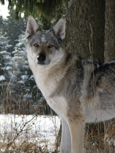 Grauer Tschechoslowakischer Wolfhund steht vor einem Baum in einer schneebedeckten Landschaft.