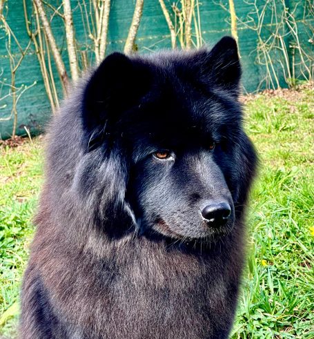 Schwarzer Hund (Eurasier) mit dichten Fell, vor einem grünen Hintergrund.