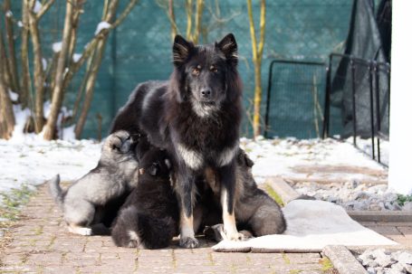 Schwarze Hündin (Eurasier) mit vier Welpen, die um ihn herum sitzen und trinken.