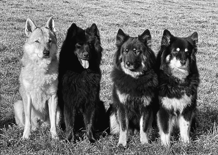 Sievers Team Hunde Vier Hunde (Ein Tschechoslowakischer Wolfhund und 3 Eurasier) sitzen in einer Reihe auf einer Wiese, in Schwarz-Weiß.
