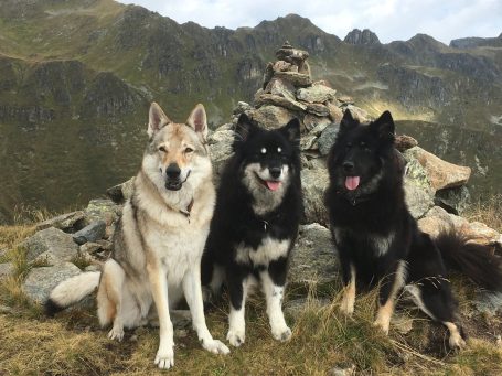 Drei Hunde (ein Tschechoslowakischer Wolfhund und zwei Eurasier) posieren vor einer felsigen Berglandschaft.