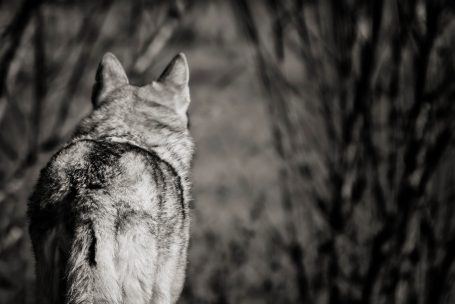 Ein Tschechoslowakischer Wolfhund steht in einer schattigen Umgebung und blickt in die Ferne.