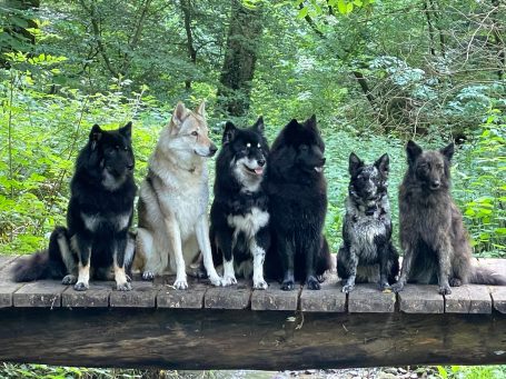 Sechs Hunde verschiedener Rassen sitzen auf einer Holzbrücke im Wald.