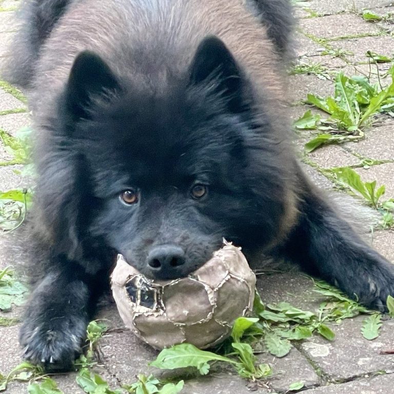Schwarzer Hund (Eurasier) liegt mit einem alten Ball auf dem Rasen.