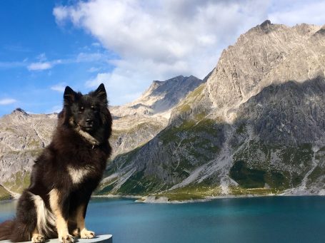 Schwarzer Hund (Eurasier) sitzt vor einer Berglandschaft mit See und blauen Himmel.