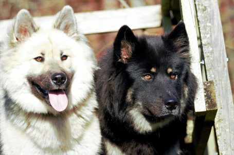 Zwei Hunde (Eurasier), einer weiß mit grauem Fell, der andere schwarz mit bernsteinfarbenen Augen.