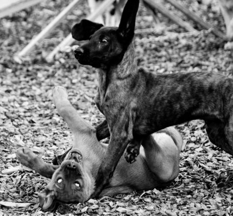 Zwei Tschechoslowakische Wolfhund-Welpen spielen zusammen, einer liegt auf dem Rücken, der andere steht.
