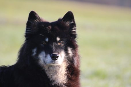 Schwarzer Hund (Eurasier) mit grauen und weißen Akzenten, Blick auf eine Wiese.
