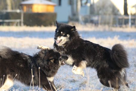 Zwei spielende Hunde (Eurasier) mit schwarz-beigefarbenem Fell im Schnee.