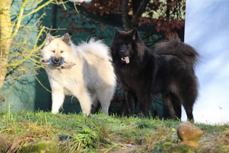 Zwei Hunde (Eurasier), ein weißer und ein schwarzer, stehen nebeneinander in einer grünen Umgebung.