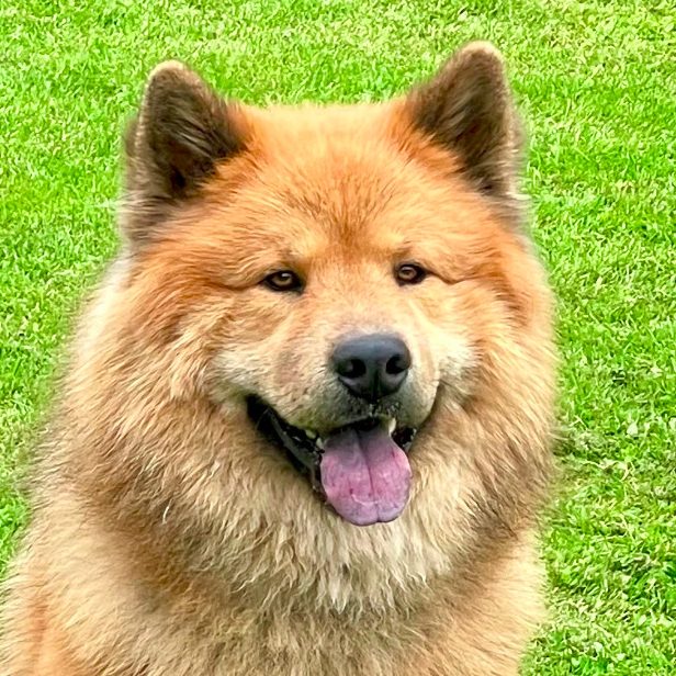 Ein freundlicher Eurasier mit dicker, goldener Fellfarbe und fröhlichem Gesichtsausdruck.
