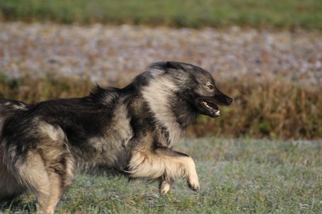 Ein grauer Hund (Eurasier) springt freudig auf einer Wiese mit Blumen im Hintergrund.