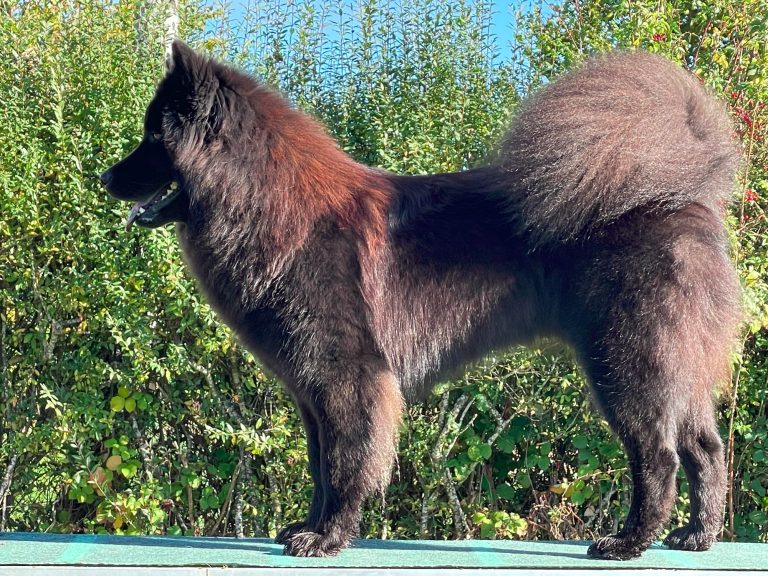 Schwarzer Hund (Eurasier) mit dichter Fellstruktur und buschigem Schwanz, seitlich dargestellt.