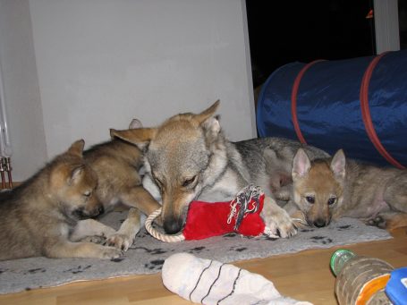 Eine Mutterhündin (Tschechoslowakischer Wolfhund) liegt auf dem Boden, umgeben von drei Welpen, die spielen und ruhen.