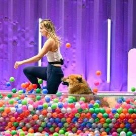 Eine Person spielt mit einem Hund in einem Pool aus bunten Plastikbällen.