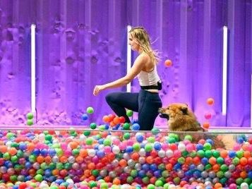 Eine Person spielt mit einem Hund in einem Pool aus bunten Plastikbällen.