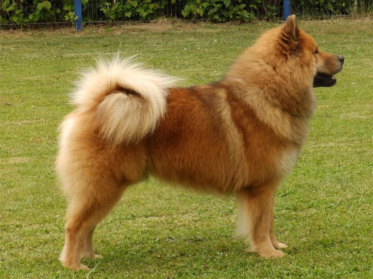 Ein Hund (Eurasier) mit dichtem, orangebraunem Fell steht auf einer Wiese.