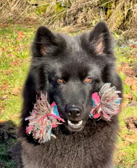Schwarzer Hund (Eurasier) mit Spielzeug im Maul, stehen in einer grünen Umgebung.