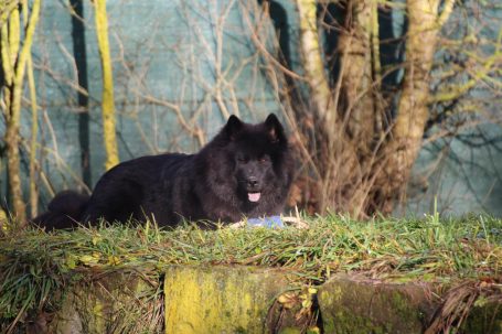 Schwarzer Hund (Eurasier) liegt entspannt auf einer Wiese vor Bäumen.